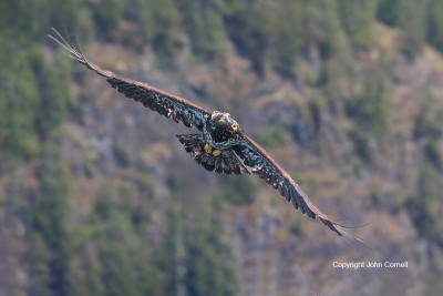 Bald-Eagle;British-Columbia;Canada;Eagle;Flying-Bird;Haliaeetus-leucocephalus;Ph